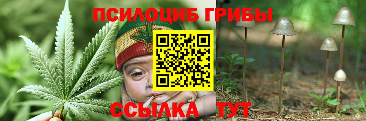 Новозыбков  Галлюциногенные грибы Magic Shrooms  Вход с VPN  где купить наркоту  Галлюциногенные грибы MAGIC MUSHROOMS 